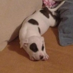 One of Desiree's pet dogs