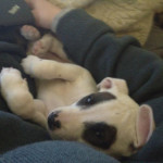 One of Desiree's pet dogs